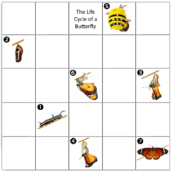 Butterfly life cycle